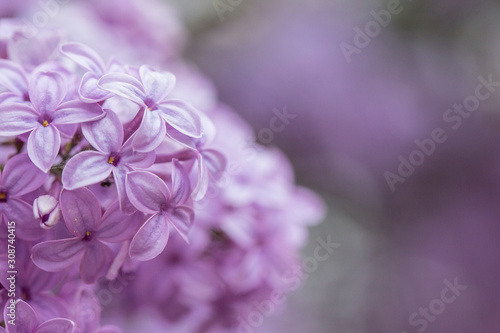 White lilac. Selective focus. Green branch with spring lilac flowers.  Blooming lilac flowers. Macro photo.