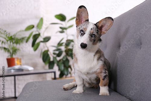 A blue merle corgi with big ears and funny fur stains sitting at home on gray textile sofa. Cardigan welsh corgi dog on a couch. Close up  copy space  background.