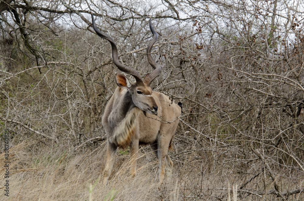 Fototapeta premium Grand koudou, mâle, Tragelaphus strepsiceros, Afrique du Sud