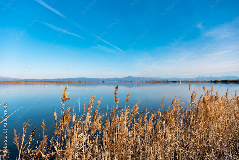 Scenic lake with dry reed.