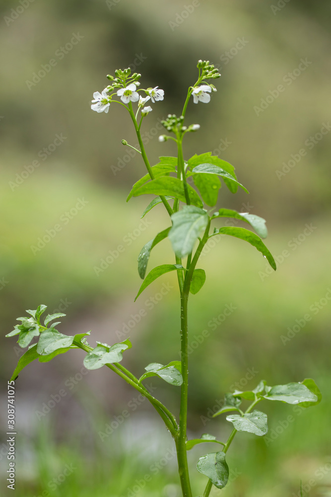Cardamine amara, known as large bitter-cress, is a species of flowering plant in the family Brassicaceae. Cardamine amara or large bitter-cress in wild. Cardamine amara, known as large bitter-cress, is a species of flowering plant in the family Brassicaceae. Cardamine amara or large bitter-cress in wild.