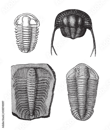Trilobite fossils (Silurian and Cambrian period) / vintage illustration from Meyers Konversations-Lexikon 1897