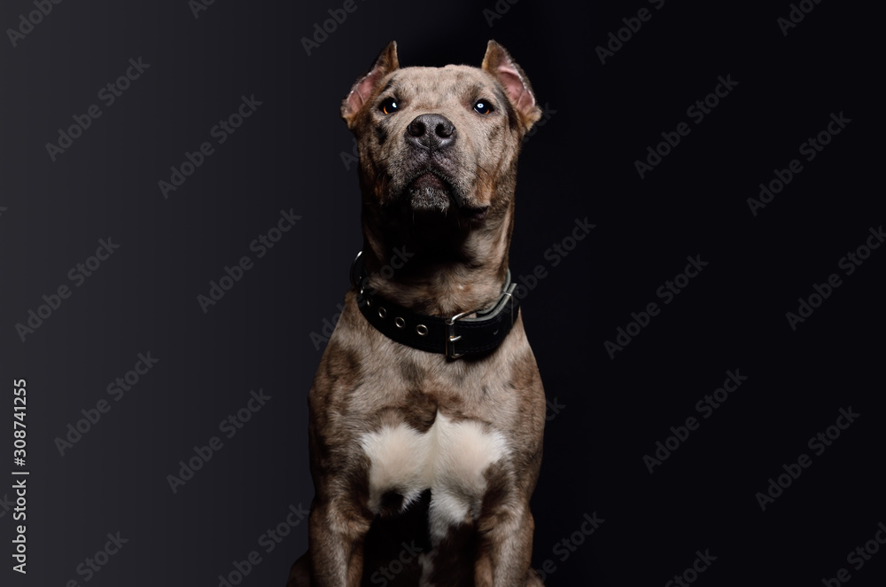 Obraz premium Portrait of a cute funny Pitbull puppy on a black background
