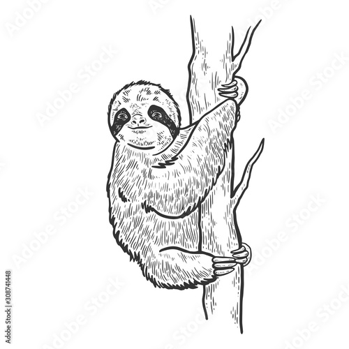 Sloth on tree sketch engraving vector illustration. T-shirt apparel print design. Scratch board style imitation. Black and white hand drawn image.