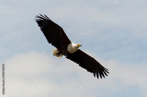 Pygargue vocif  re .Haliaeetus vocifer   African Fish Eagle  Parc national Kruger  Afrique du Sud