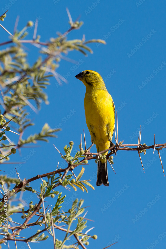 Serin soufré,.Crithagra sulphurata, serinus sulfuratus, Brimstone Canary Serin soufré,.Crithagra sulphurata, serinus sulfuratus, Brimstone Canary