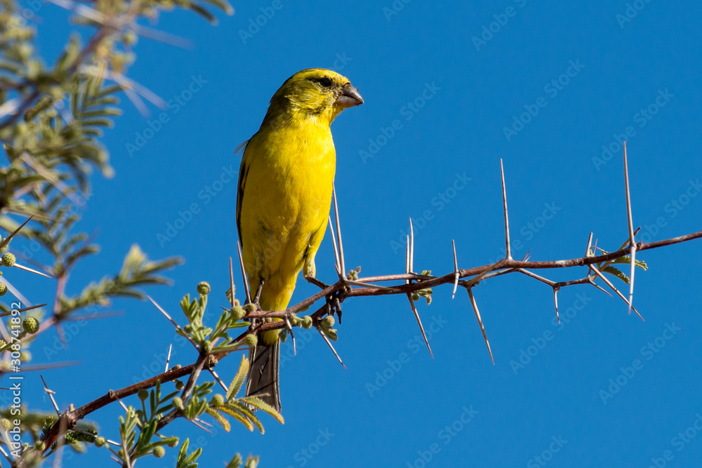 Serin soufré,.Crithagra sulphurata, serinus sulfuratus, Brimstone Canary Serin soufré,.Crithagra sulphurata, serinus sulfuratus, Brimstone Canary