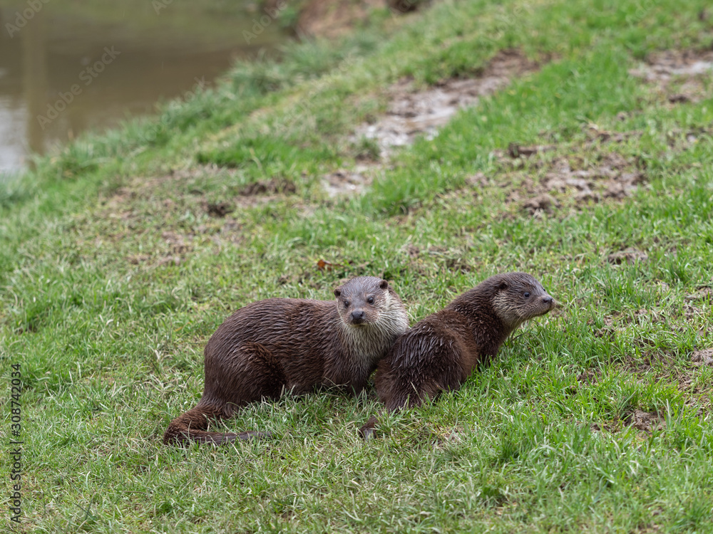 Fototapeta premium Eurasian otter (Lutra lutra) family on pond bank.