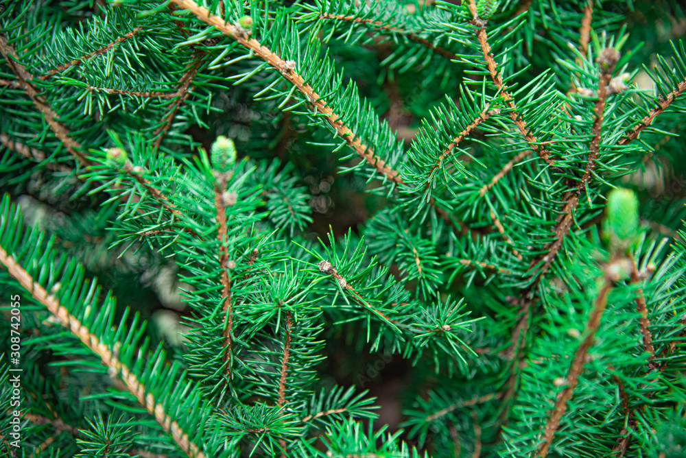Christmas tree branche close up.