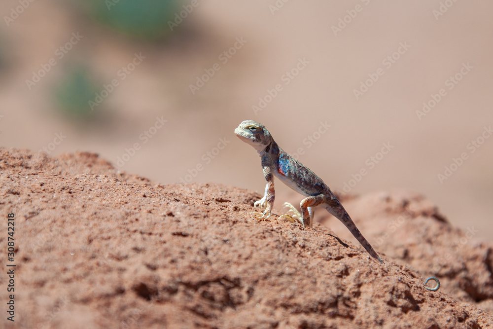 Lizard sits on gravel in desert Mongolia. Lizard sits on gravel in desert Mongolia.