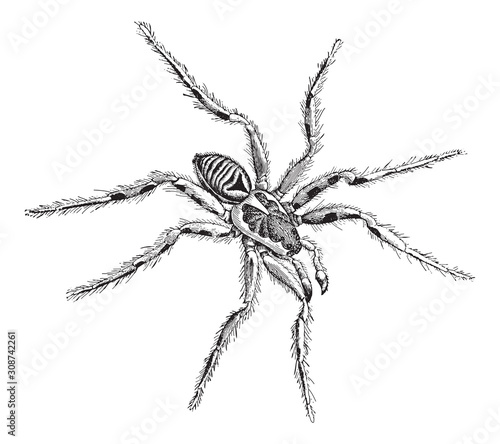 Tarantula wolf spider (Lycosa tarantula) / vintage illustration from Meyers Konversations-Lexikon 1897