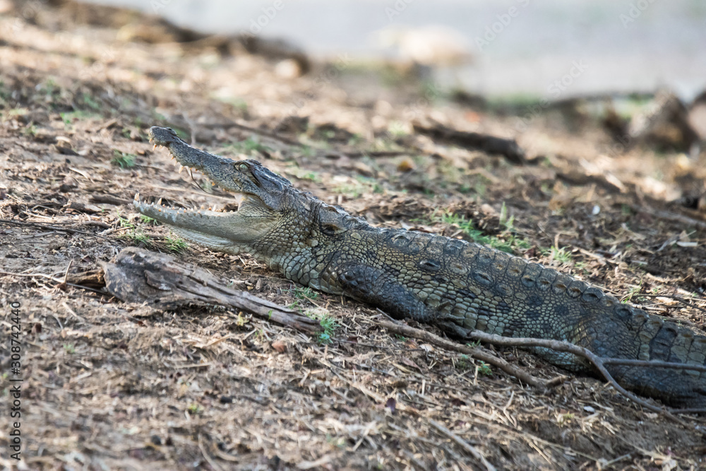 baby marsh crocodile with open jaw baby marsh crocodile with open jaw