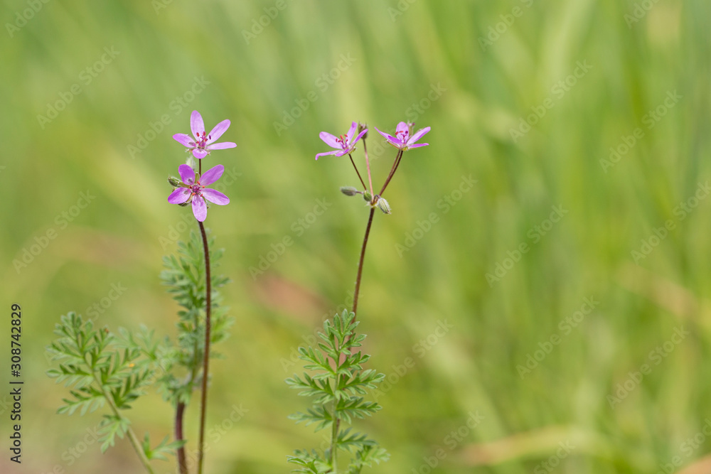 Erodium cicutarium, also known as redstem filaree, redstem stork's bill, common stork's-bill or pinweed, is a herbaceous annual – or in warm climates, biennial – member of the family Geraniaceae. Erodium cicutarium, also known as redstem filaree, redstem stork's bill, common stork's-bill or pinweed, is a herbaceous annual – or in warm climates, biennial – member of the family Geraniaceae.