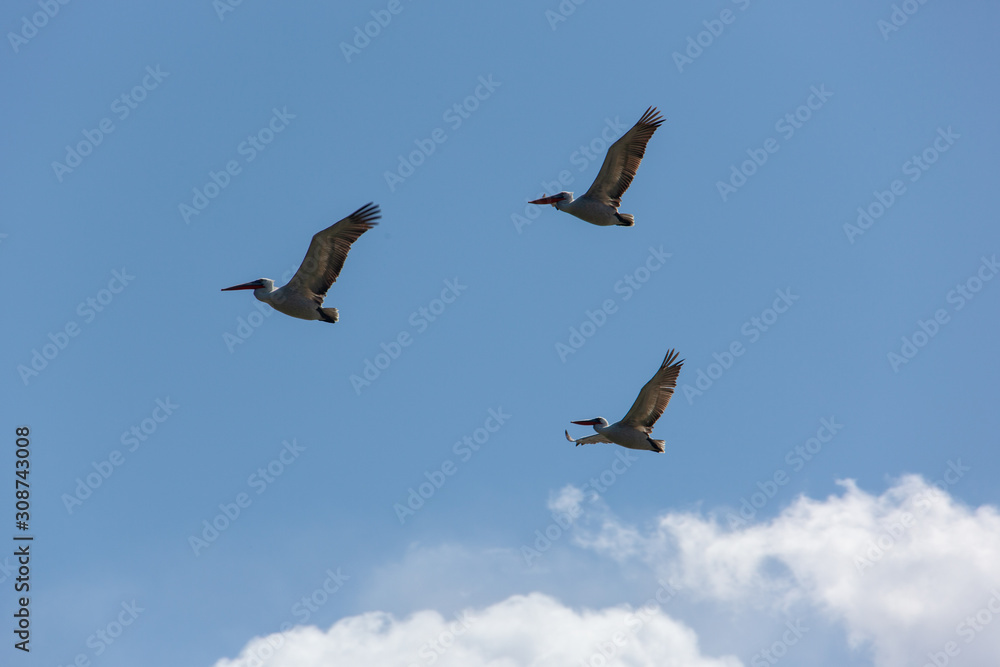 mongolia. three flying pelicans in blue sky mongolia. three flying pelicans in blue sky