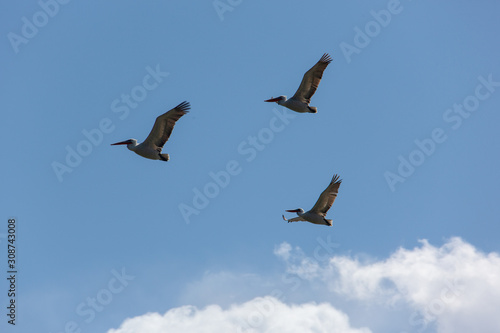 mongolia. three flying pelicans in blue sky