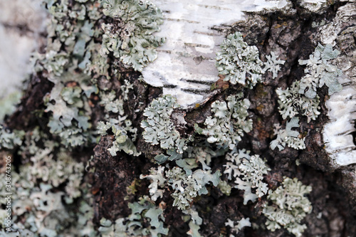 Surface of a tree trunk with a lot of silver colored lichen. Color closeup image showing the beautiful texture of the lichen. Sunny summer day. Photographed in Finland with a macro lens.