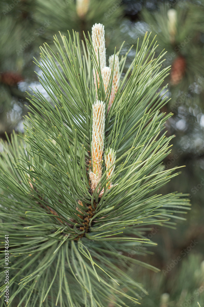 Black pine branch - Latin name - Pinus nigraa. Branches with pine needles and cones Austrian pine or black pine (Pinus nigraa). Black pine branch - Latin name - Pinus nigraa. Branches with pine needles and cones Austrian pine or black pine (Pinus nigraa).