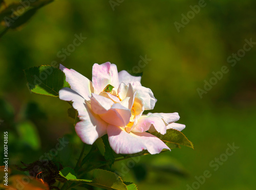 Rose bud close-up. Soft focus. Flower. Nature.