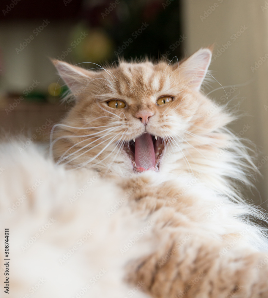 Ginger Persian Cat Yawning Ginger Persian Cat Yawning