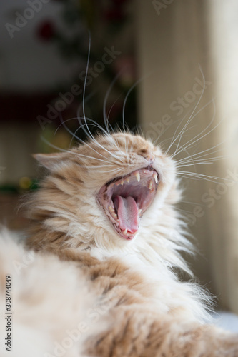 Ginger Persian Cat Yawning
