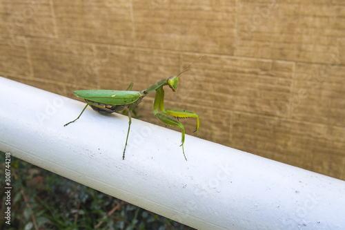Great Common Praying Mantis sits on a white pipe