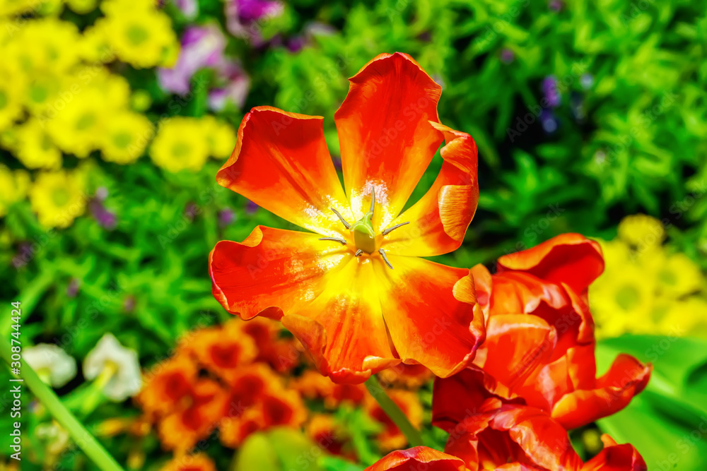 The flowers are beautiful and refreshing on a nature background.