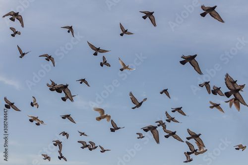 Large group of gray pigeons fly in the blue sky