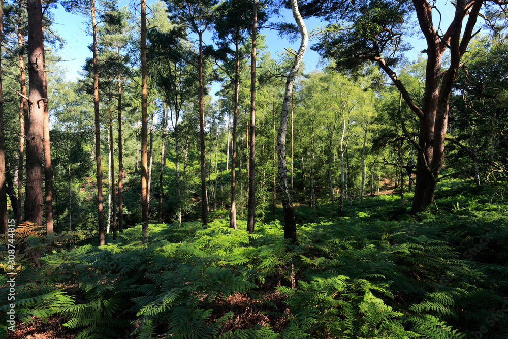 Fototapeta premium View over Sandy Heath nature reserve, Sandy town, Bedfordshire, England