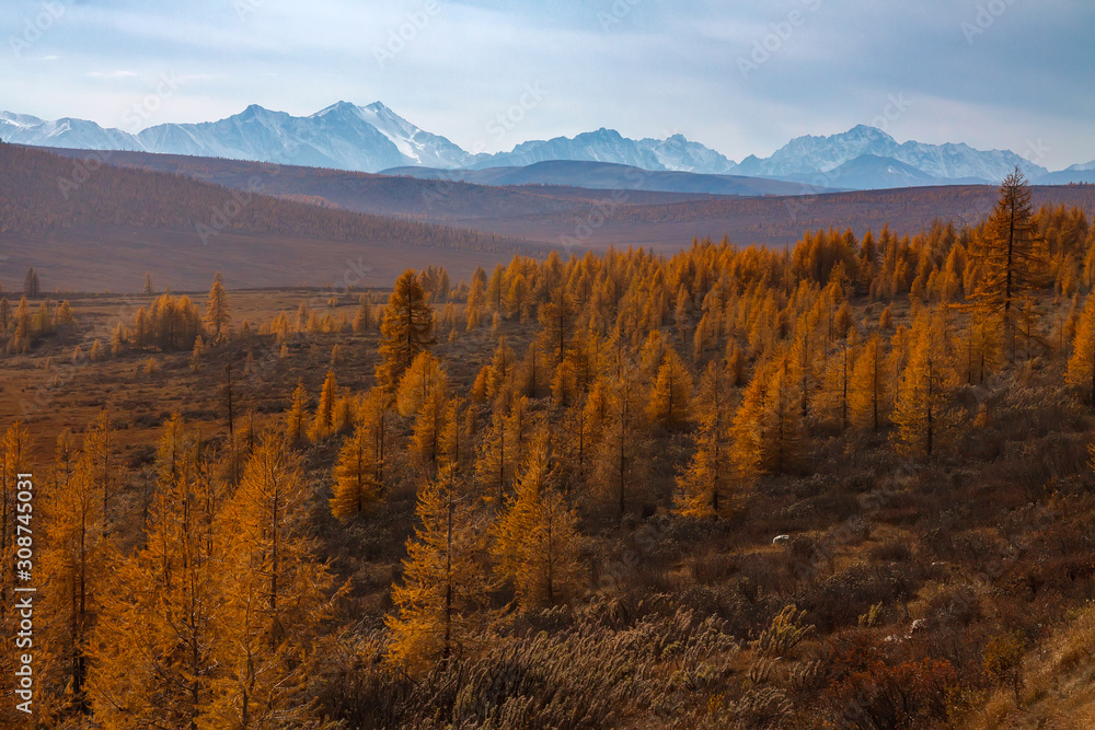 Larch tree forest in autumn with view of snowy mountain peaks