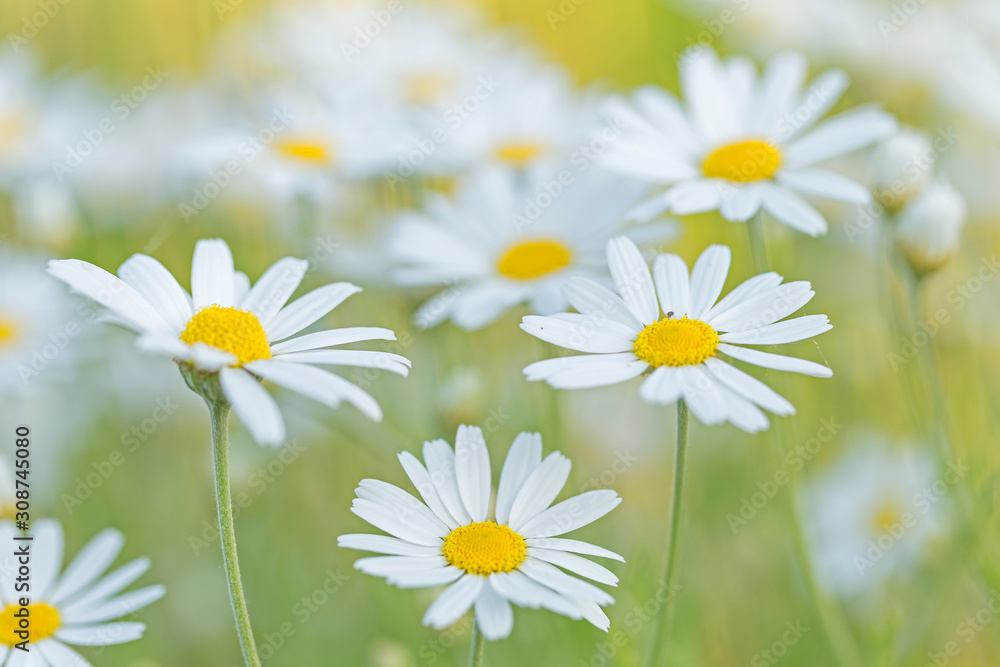 Wild chamomile in the field. Chamomile plant Matricaria Chamomilla. Matricaria chamomilla flowers on meadow, selective focus.