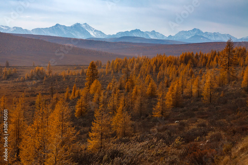 Larch tree forest in autumn with view of snowy mountain peaks