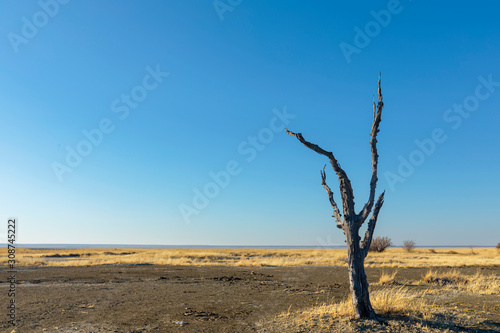 Lone dead tree on Kukonje Island photo
