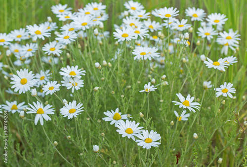 Wild chamomile in the field. Chamomile plant Matricaria Chamomilla. Matricaria chamomilla flowers on meadow, selective focus.