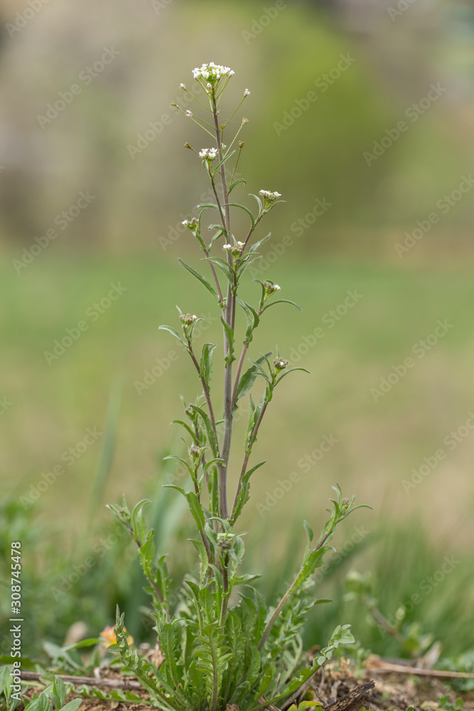 The plant shepherd's purse (Capsella bursa-pastoris) belongs to the family Brassicaceae during flowering. Flower of Shepherd's purse, Capsella bursa-pastoris. The plant shepherd's purse (Capsella bursa-pastoris) belongs to the family Brassicaceae during flowering. Flower of Shepherd's purse, Capsella bursa-pastoris.