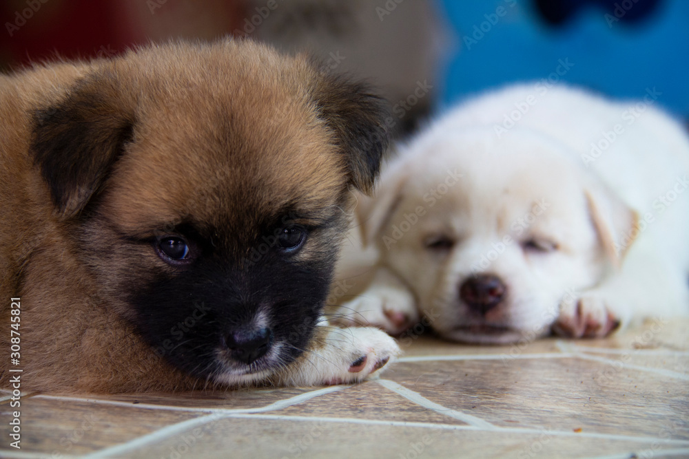 Sleeping Puppies Sleeping Puppies