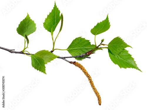 Birch branch with young leaves and earrings on a white isolated background_