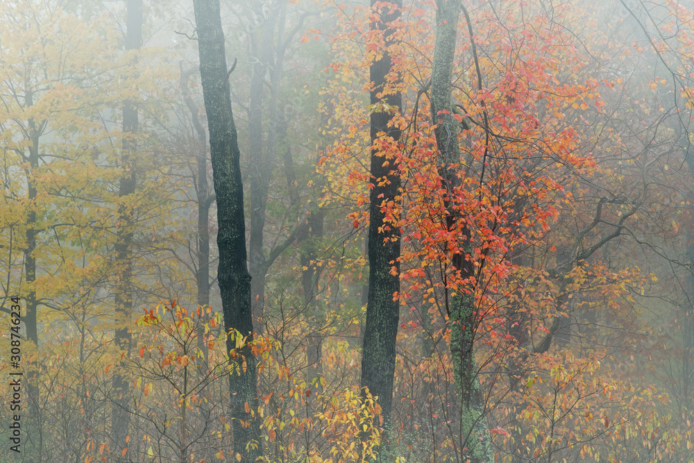 Autumn landscape of forest in fog, Michigan, USA