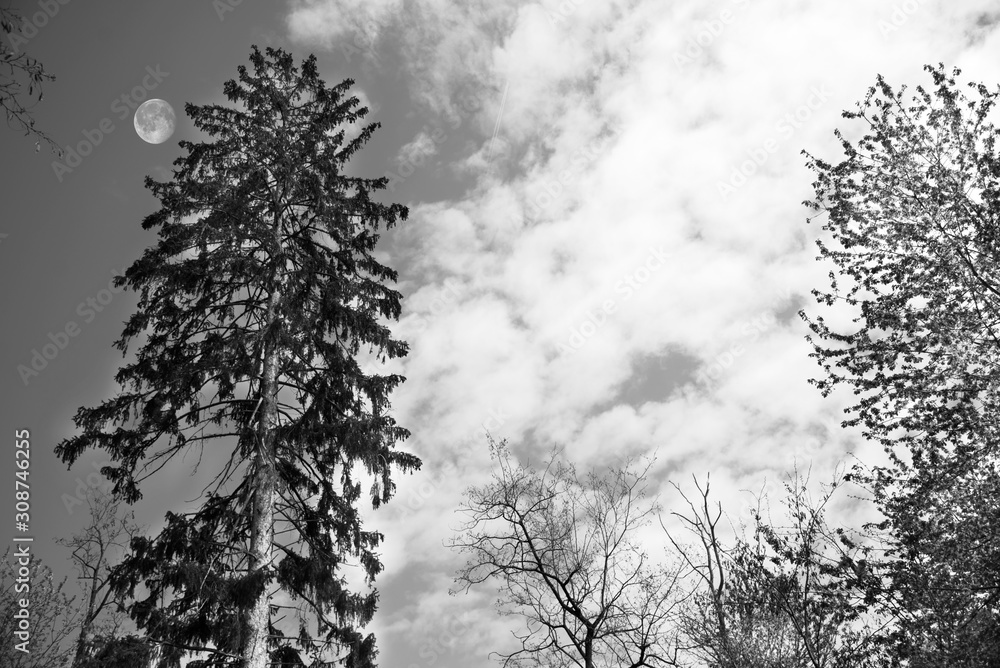 Mountains and trees in black and white