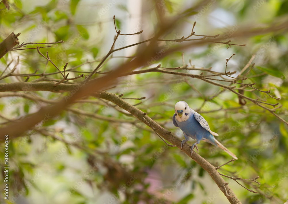 Parakeet (Melopsittacus undulatus) on Tree Branch Parakeet (Melopsittacus undulatus) on Tree Branch