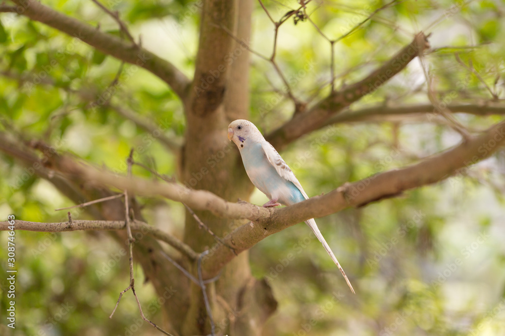 Parakeet (Melopsittacus undulatus) on Tree Branch Parakeet (Melopsittacus undulatus) on Tree Branch