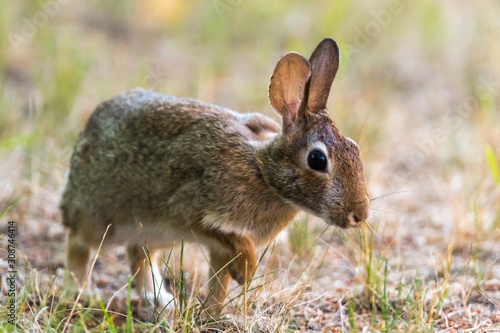 Closeup of Eastern Cottontail Rabbit  Sylvilagus floridanus  walking with front paw raised.
