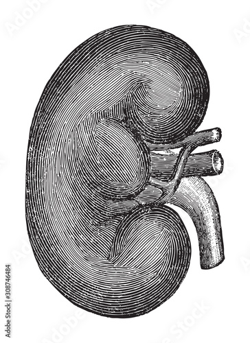 Human kidney / vintage illustrations from Die Frau als Hausarztin 1911