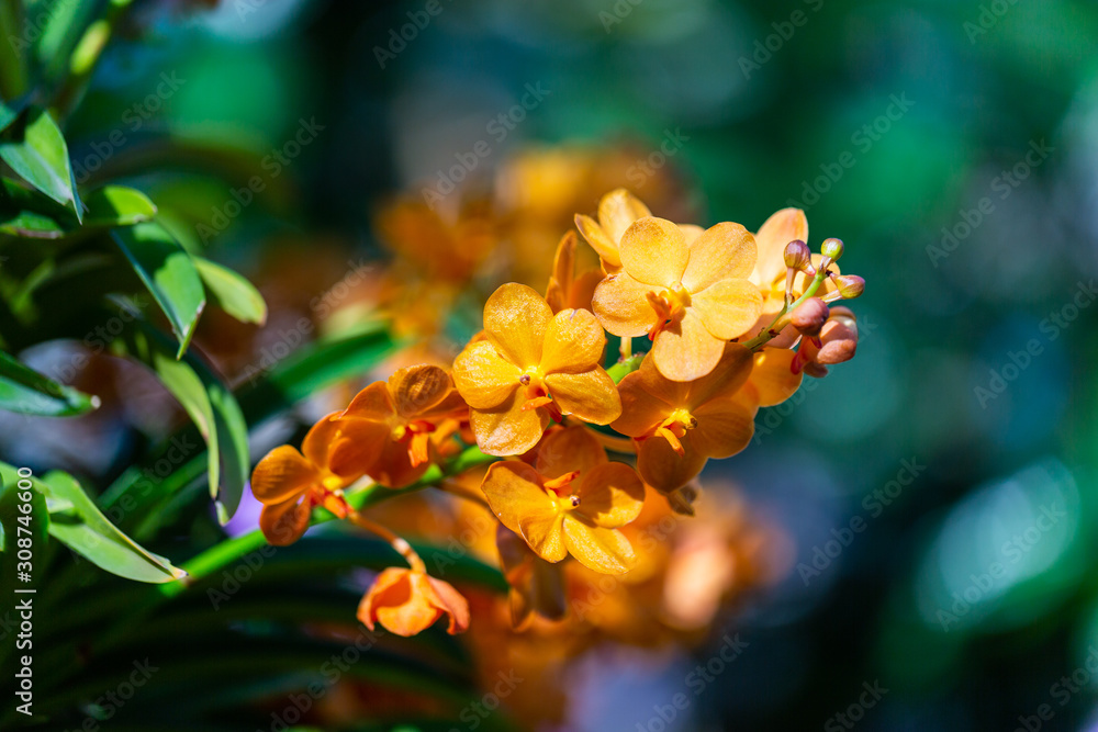 colorful tropical Orchid flower in garden
