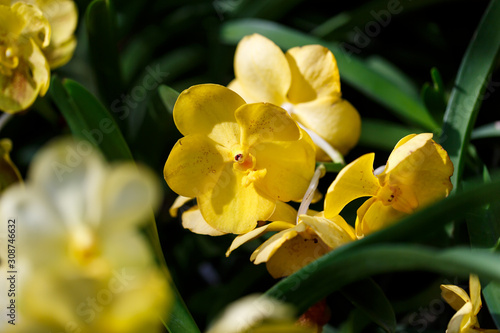 colorful tropical Orchid flower in garden