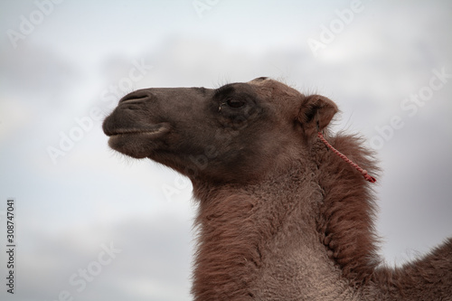 Camels Camelus bactrianus Sand Dunes on Horizon