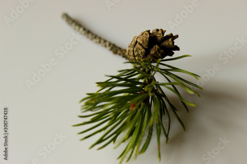 pine branch with cone on isolated white background 