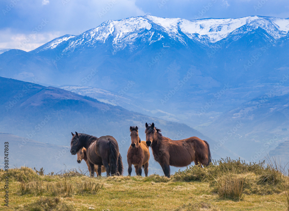 Obraz premium Wild horses in the mountains