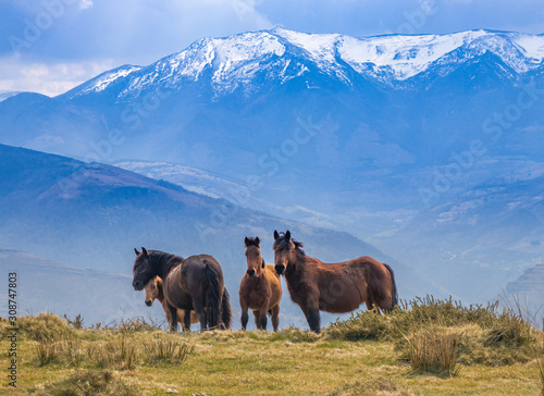 Wild horses in the mountains