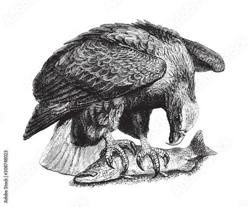 Sea Eagle (Haliaetus albicilla) / vintage illustration from Brockhaus Konversations Lexikon 1908