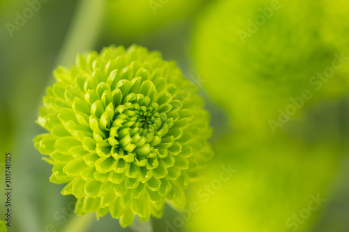 Green Chrysanthemum Flower in Garden